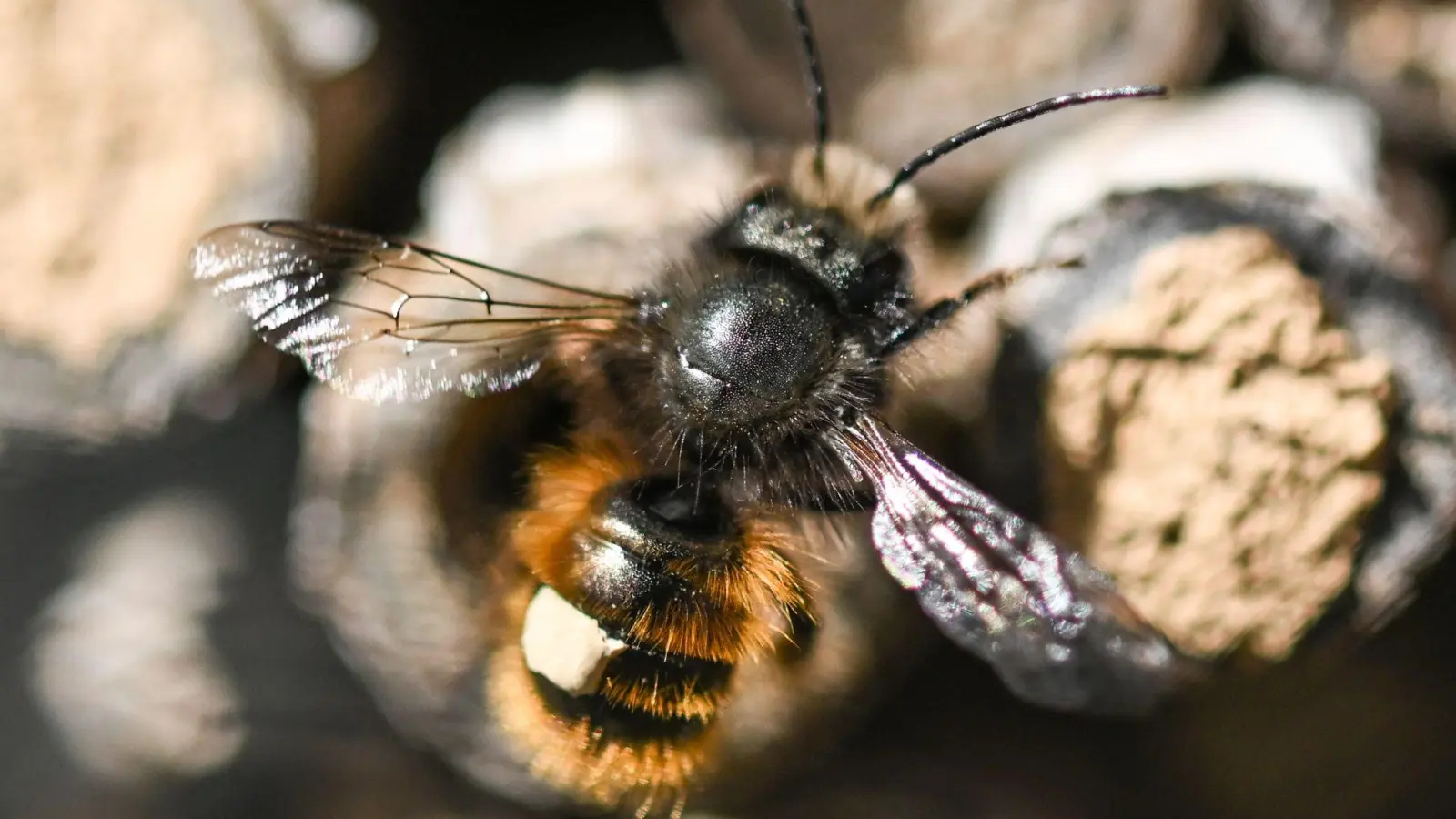 Willkommen! Der Rostroten Mauerbiene kann man mit Totholz ein Zuhause bieten. Denn darin baut sich die Wildbiene ihre Nester. (Foto: Arne Dedert/dpa/dpa-tmn)