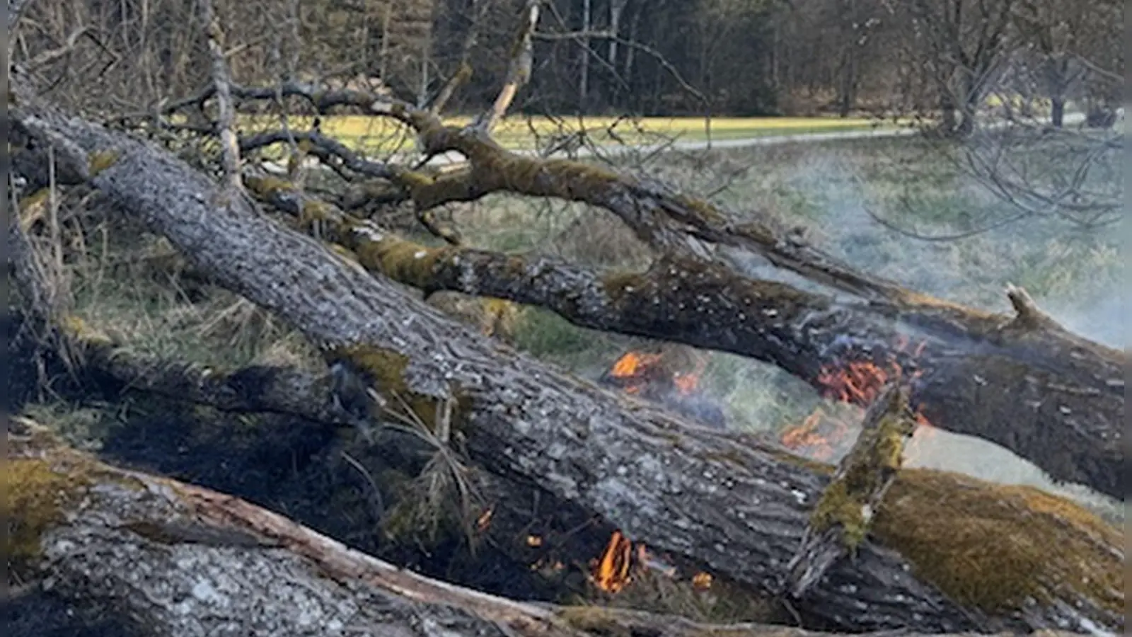 Ein in der Nähe des Dombachweihers umgestürzter Baum fing am Dienstagabend Feuer. Möglicherweise war es Brandstiftung. (Foto: Evi Lemberger)