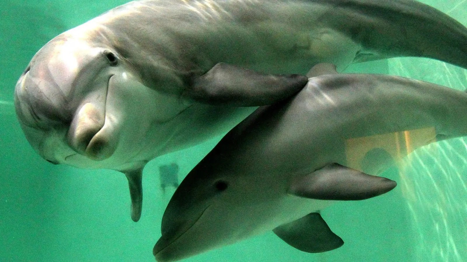 In Australien müssen Jetski-Fahrer großen Abstand zu Meeressäugern halten. (Symbolbild) (Foto: picture alliance / dpa)