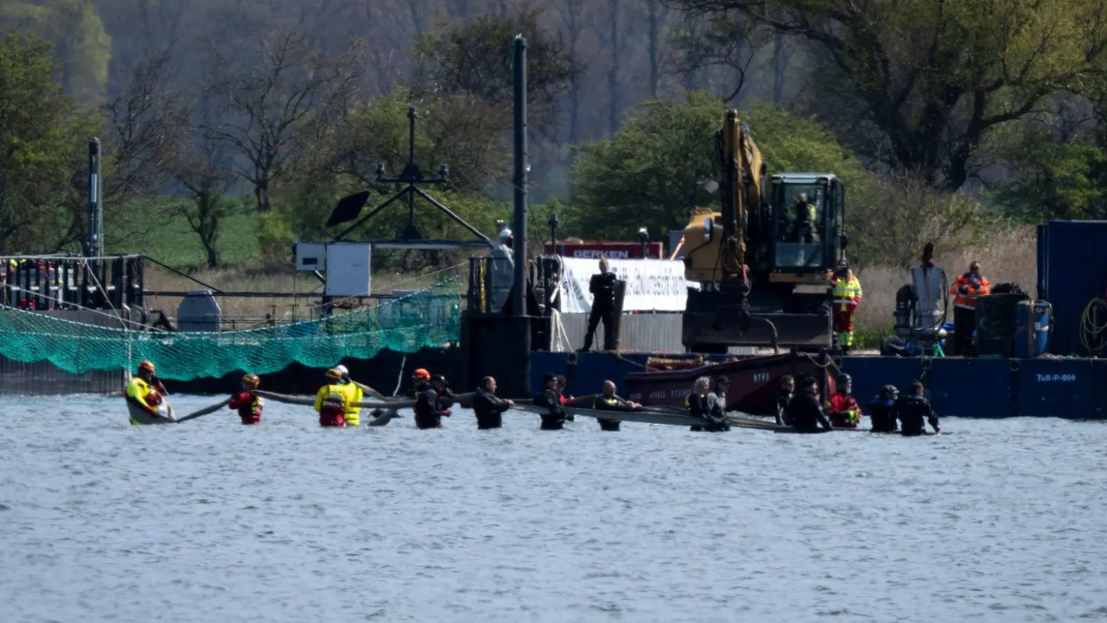 Helfer versuchen den gestrandeten Wal aus dem flachen Wasser zu einem Transportschiff zu ziehen, das in der Fahrrinne wartet. (Foto: Philip Dulian/dpa)