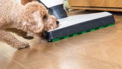 Staubsauger und Co: Für Haustiere kann die heimische Putzaktion auch Stress bedeuten. (Foto: Christin Klose/dpa-tmn)