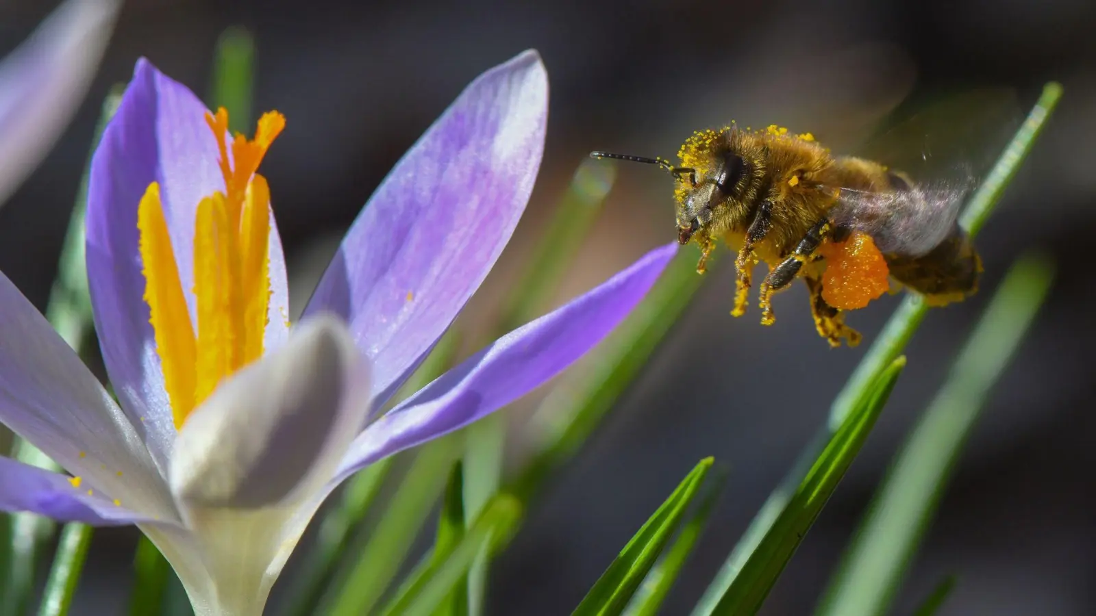 Wertvoll für die ersten Schwärmer: Krokusse geben den Bienen zum Frühlingsbeginn dringend benötigte Nahrung. Denn im Rest des Gartens blüht zu dieser Zeit noch wenig. (Foto: Patrick Pleul/dpa-Zentralbild/dpa-tmn)