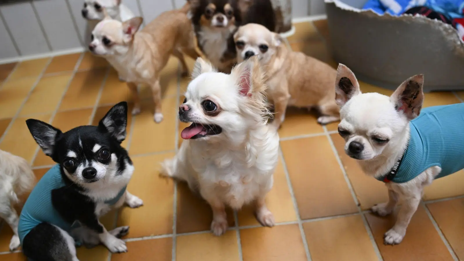 Chihuahuas sind die anerkannt kleinste Hunderasse der Welt. In Ansbach hat allerdings einer von ihnen einen Paketzusteller attackiert. (Symbolbild: Bernd Weißbrod/dpa)