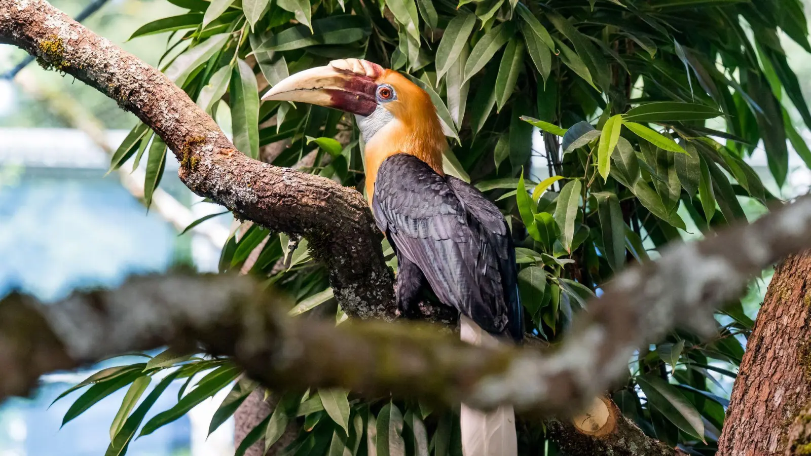 Der Tierpark Hellabrunn ist ein beliebtes Ausflusgziel in Bayern - im Oktober steigen die Eintrittspreise. (Archivbild) (Foto: Tobias Hase/dpa)