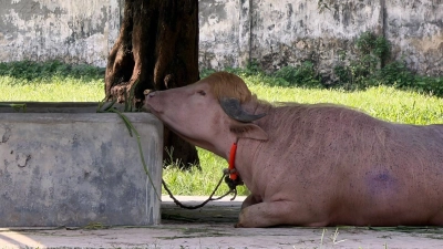  In Bangladesch wird ein Albino-Büffel durch seine blonde Haartolle zum Internet-Star - und in letzter Minute gerettet. (Foto: Nazrul Islam/dpa)