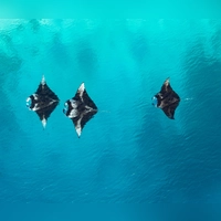 Als würden sie fliegen: Mantarochen in einer Lagune. (Foto: Visit Maldives/dpa-tmn)