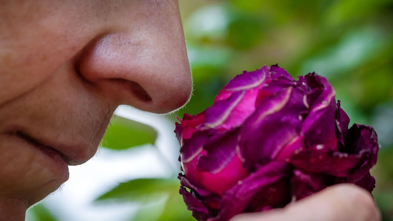 Riechen an einer Rosenblüte: Der Geruchssinn des Menschen ist auch für die mentale Gesundheit, harmonische Beziehungen und zum Lösung von Alltagsproblemen wichtig. (Foto: Jens Büttner/dpa)