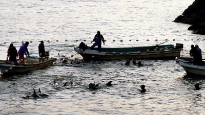 Delfine wurden bei einer Treibjagd in eine Lagune getrieben, aufgenommen in der Walfang-Stadt Taiji (Archivbild). (Foto: Lars Nicolaysen/dpa)