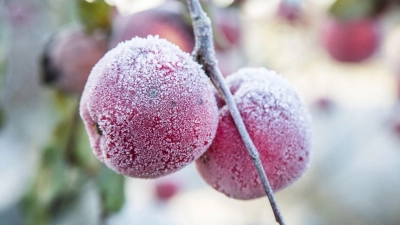 Der erste Frost kommt oft unerwartet, besser man schützt die Obstbäume auf dem Balkon rechtzeitig. (Foto: Christin Klose/dpa-tmn)