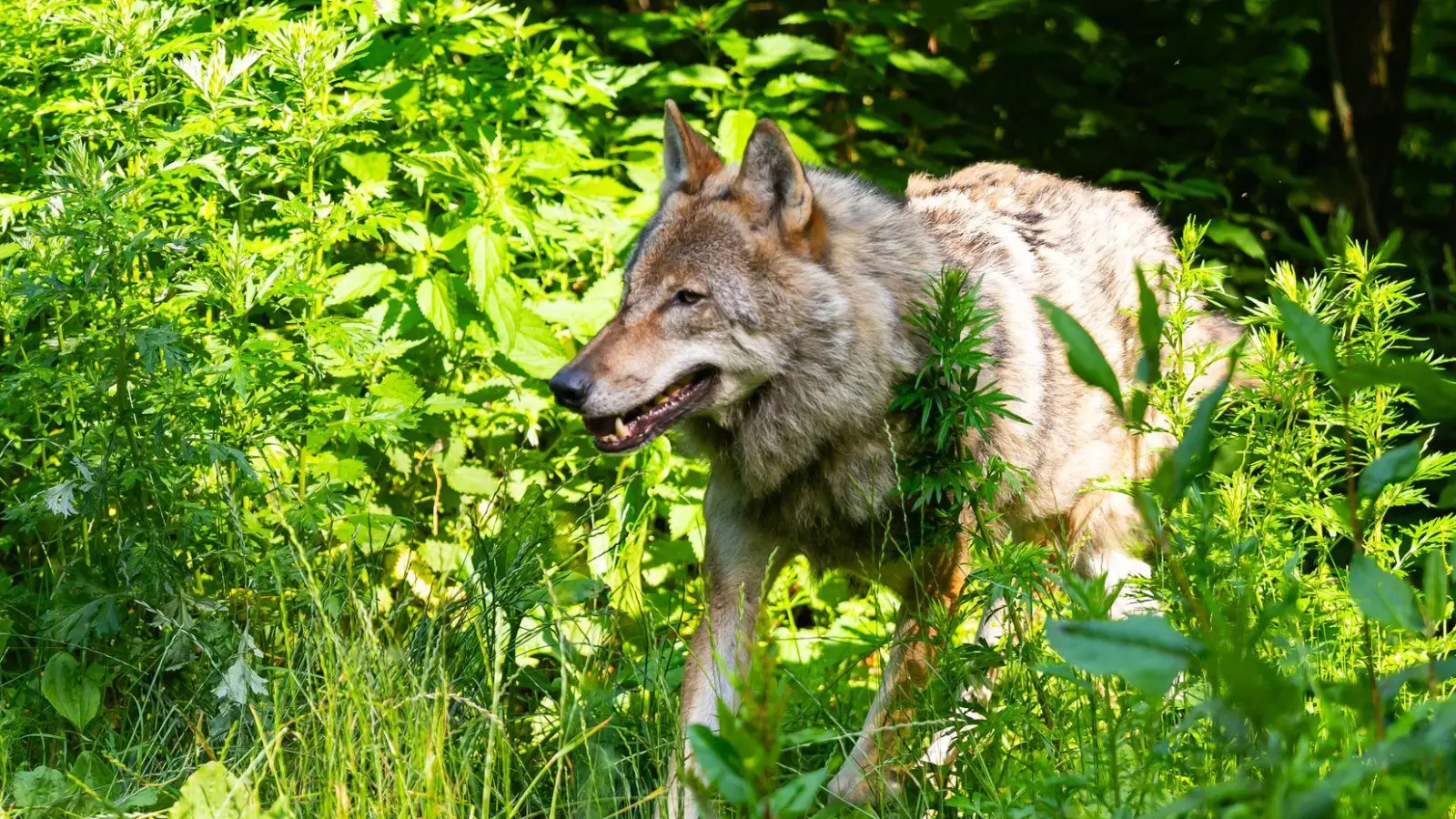 Es gibt wieder mehr Wölfe in Deutschland. (Symbolbild) (Foto: Philipp Schulze/dpa)
