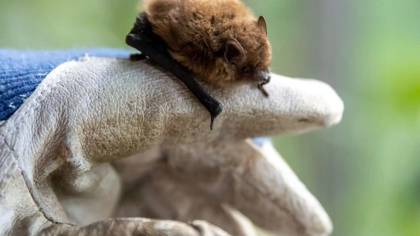 Wer eine Fledermaus findet und bergen will, sollte stets Handschuhe tragen. (Foto: Daniel Karmann/dpa/dpa-tmn)