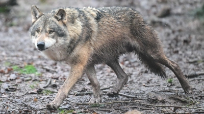 Es gibt wieder Wolfsnachwuchs in Baden-Württemberg. (Archivbild) (Foto: Bernd Weißbrod/dpa)