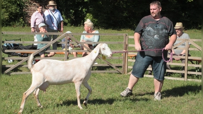 Züchter Günther Zill beeindruckte die Preisrichter mit seiner Anglo-Nubier-Ziege Marlids. Sie hat beim Ziegentag den ersten Platz belegt. (Foto: Hans-Bernd Glanz)