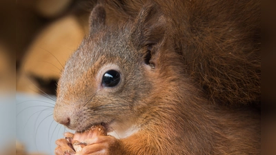 Nüsse sollten möglichst mit Schale gefüttert werden – das nutzt die Zähne und fördert natürliches Verhalten.  (Foto: Kerstin Ellersdorfer)
