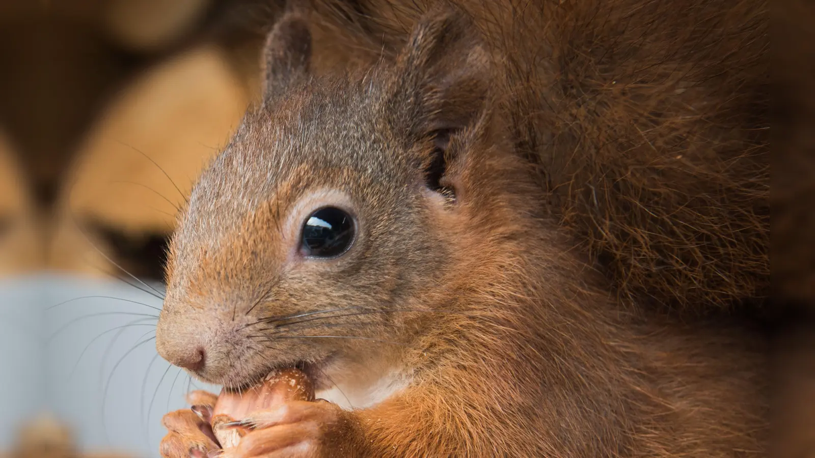 Nüsse sollten möglichst mit Schale gefüttert werden – das nutzt die Zähne und fördert natürliches Verhalten.  (Foto: Kerstin Ellersdorfer)
