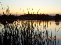 Abendidylle am Weiher - gesehen in Traishöchstädt (Foto: Cornelia Voigt)