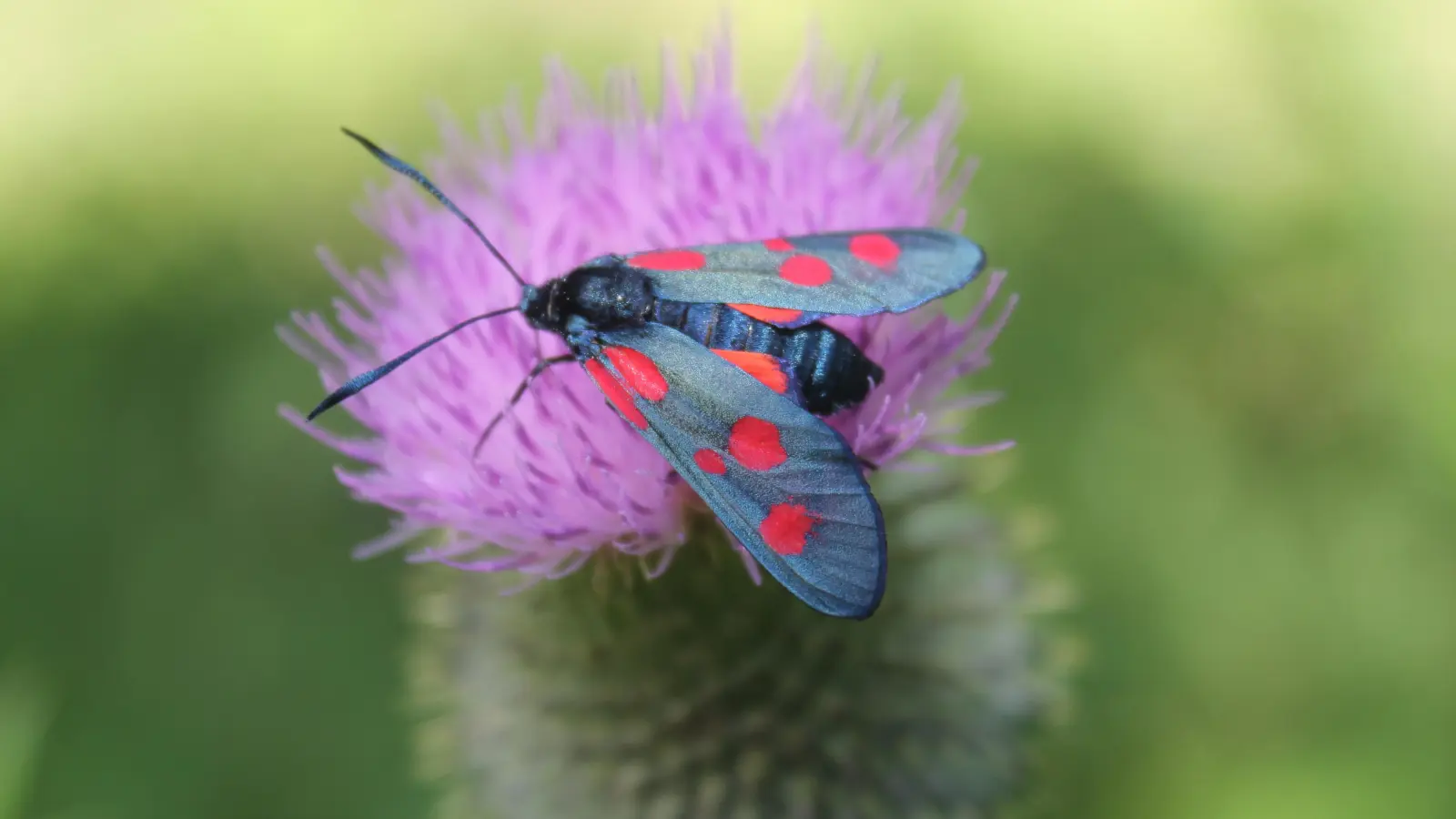 Was dieser kleine Falter über den Zustand unserer Natur aussagt | FLZ.de