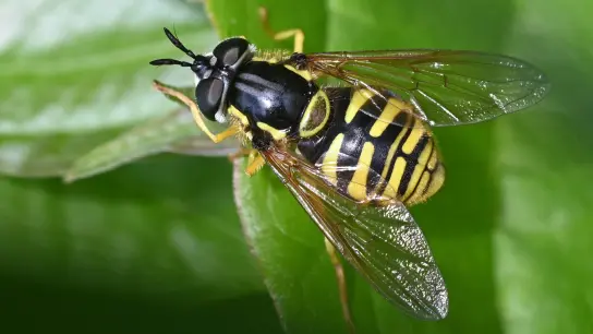 Auf den ersten Blick sieht sie aus wie eine Wespe, ist aber für die Menschen völlig harmlos. Die Ähnlichkeit hat der Wespen-Schwebfliege ihren Namen gegeben. (Foto:  Ulrich Meßlinger)