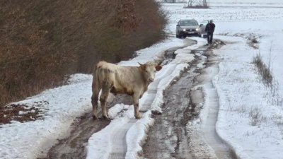 Bei Markt Bibart sind sechs Rinder ausgebüxt. Ein Einfangtrupp ist im Einsatz. (Foto: Jannik Schwarz)