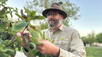 Naturpark-Ranger Wolfgang Wenk in der Natur. Er kontrolliert einen Baum. (Foto: Josefine Mühlroth)