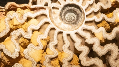 Ein Querschnitt durch einen Ammoniten ist vor der Eröffnung der Sonderausstellung „Ammonite Masterpieces” in einer Vitrine zu sehen. (Foto: Peter Kneffel/dpa)