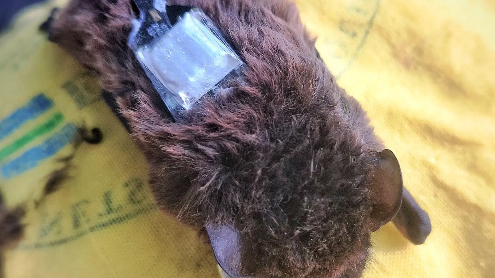 Der Kleinabendsegler ist eine stark gefährdete Fledermausart. (Archivbild)  (Foto: Carolin Scholz/Leibniz-IZW/dpa)