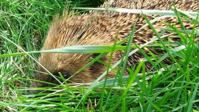 Auch für Tiere wie den Igel kann man im Endspurt der Gartensaison einiges tun. Laubhaufen können ihnen als Unterschlupf dienen. (Foto: Christian Treffer)