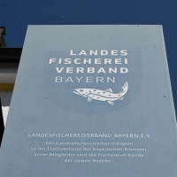 Der Präsident des Landes Fischereiverbands Bayern ist zurückgetreten.  (Foto: Florian Diettrich/dpa)