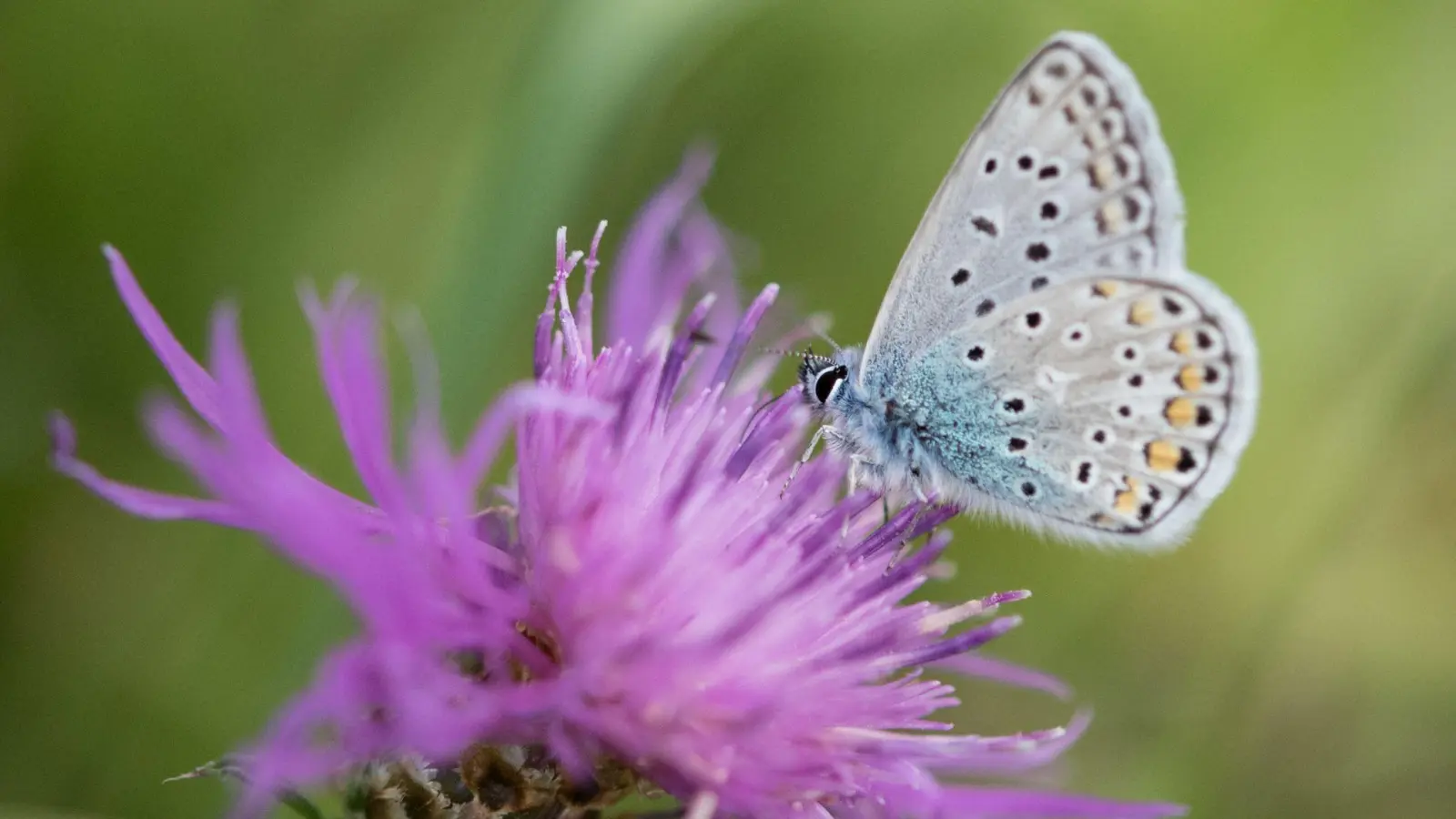 Reich gedeckt: Welche Stauden machen den Garten zum Schmetterlingsparadies? (Foto: Monika Skolimowska/dpa/dpa-tmn)