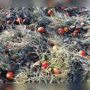 Gefrostetes Fallobst - gesehen bei Baudenbach (Foto: Elke Oehler)