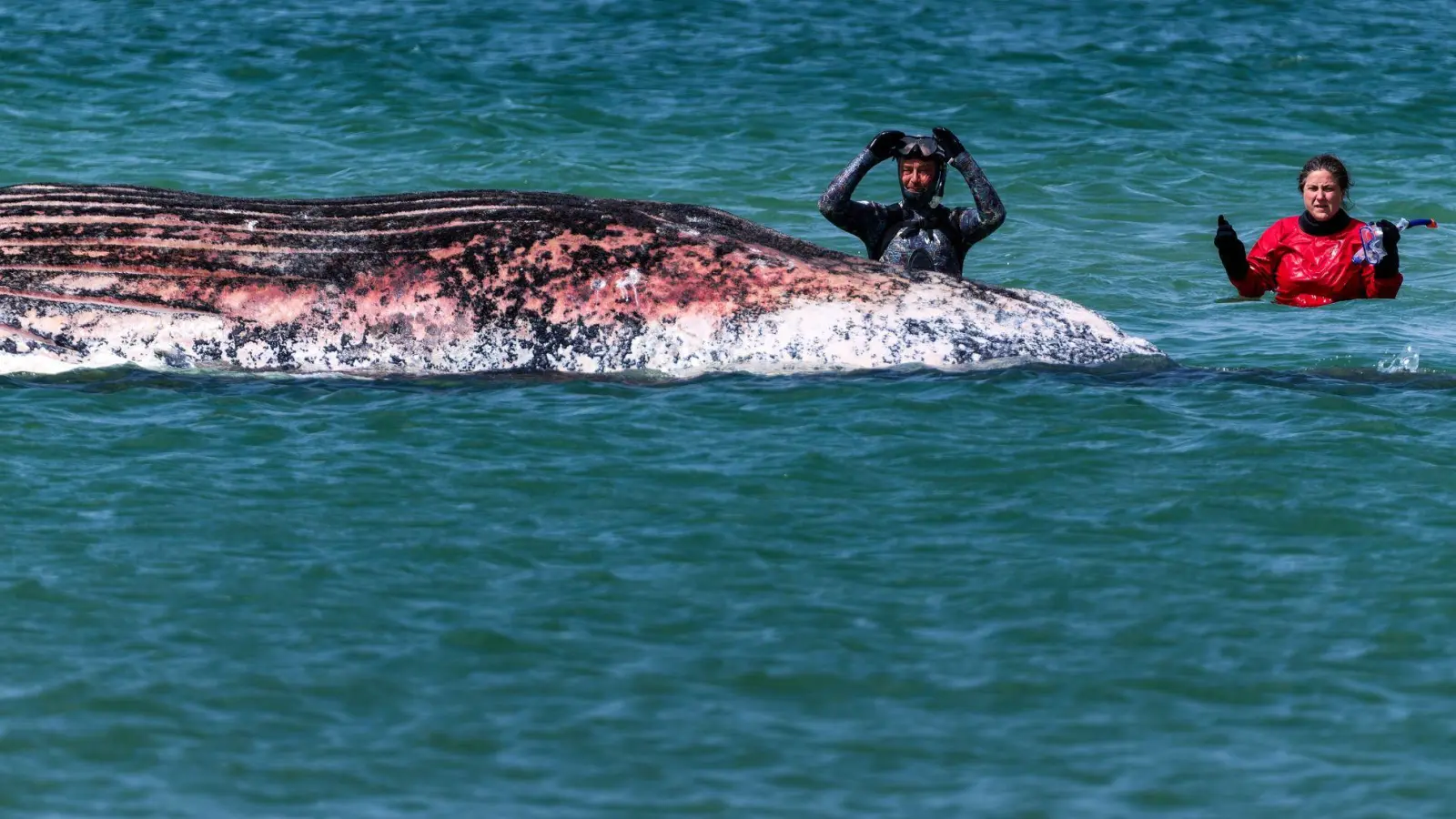 Der Buckelwal vor der dänischen Insel Anholt wurde anhand eines gefundenen Senders identifiziert. (Archivbild) (Foto: Marcus Golejewski/dpa)