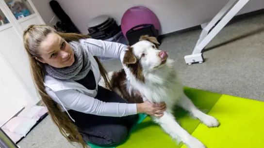 Massieren gehört zum Joballtag: Tierphysiotherapeutin Julia Neumann weiß, wo beim Hund die Muskeln sitzen. (Foto: Markus Scholz/dpa-tmn)