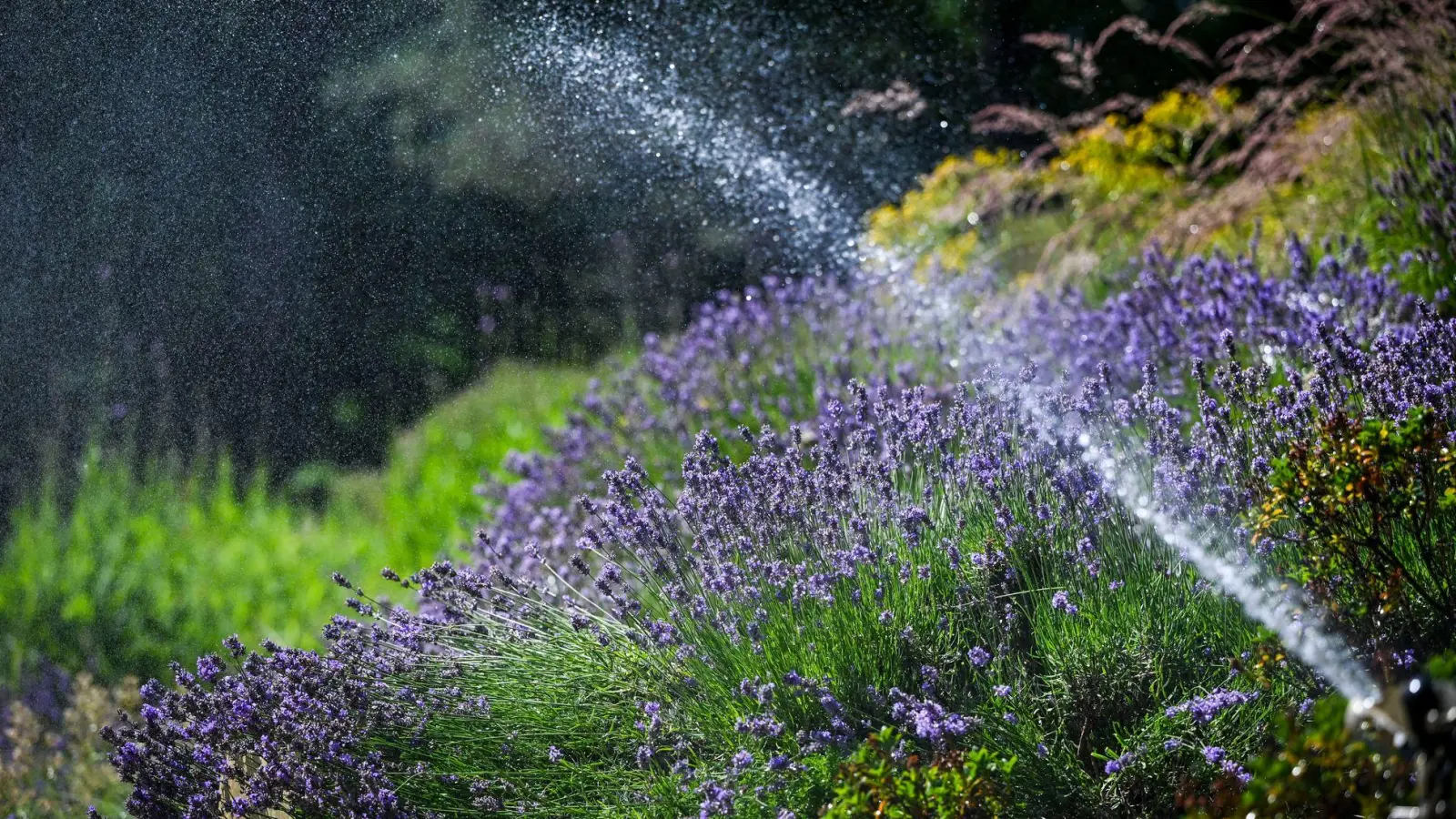 Der Juni war deutlich zu warm und zu trocken.  (Foto: Jens Kalaene/dpa)