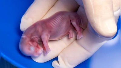 Ein durch künstliche Befruchtung erzeugter Embryo eines südlichen Breitmaulnashorns. (Foto: Jon A. Juarez/Conservation and Research Fund e.V./dpa)
