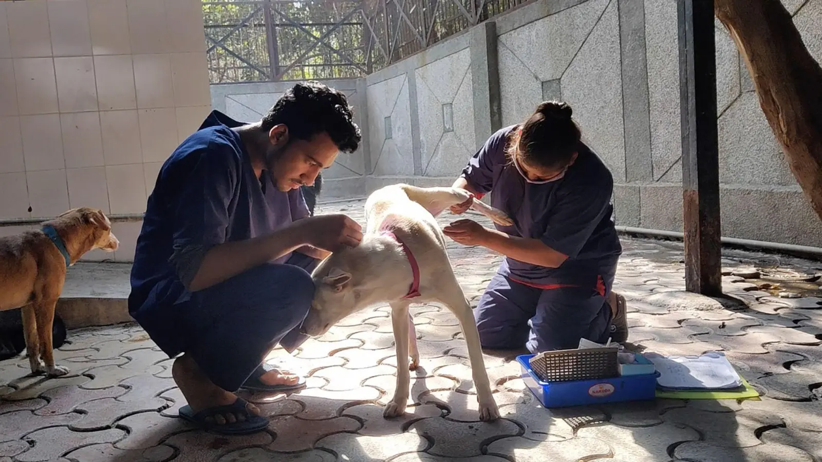 Hunde werden nach der Sterilisation im Zentrum für Geburtenkontrolle und Sterilisation postoperativ versorgt. (Foto: -/Neighbourhood Woof/dpa)