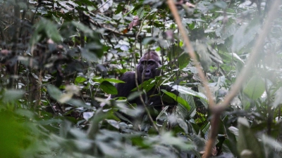 Ein männlicher Gorilla in der Republik Kongo. (Foto: Tomá Jùnek/CTK/dpa)