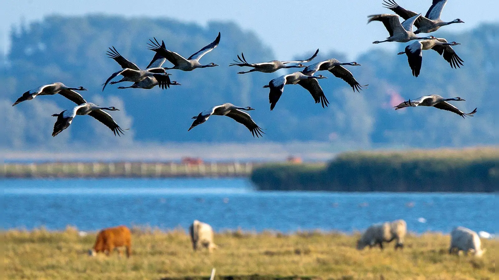 Kraniche auf der Halbinsel Fischland-Darß: Wer das Naturschauspiel erleben möchte, muss im Herbst kommen, wenn die Vögel dort Rast einlegen. (Foto: Jens Büttner/dpa/dpa-tmn)