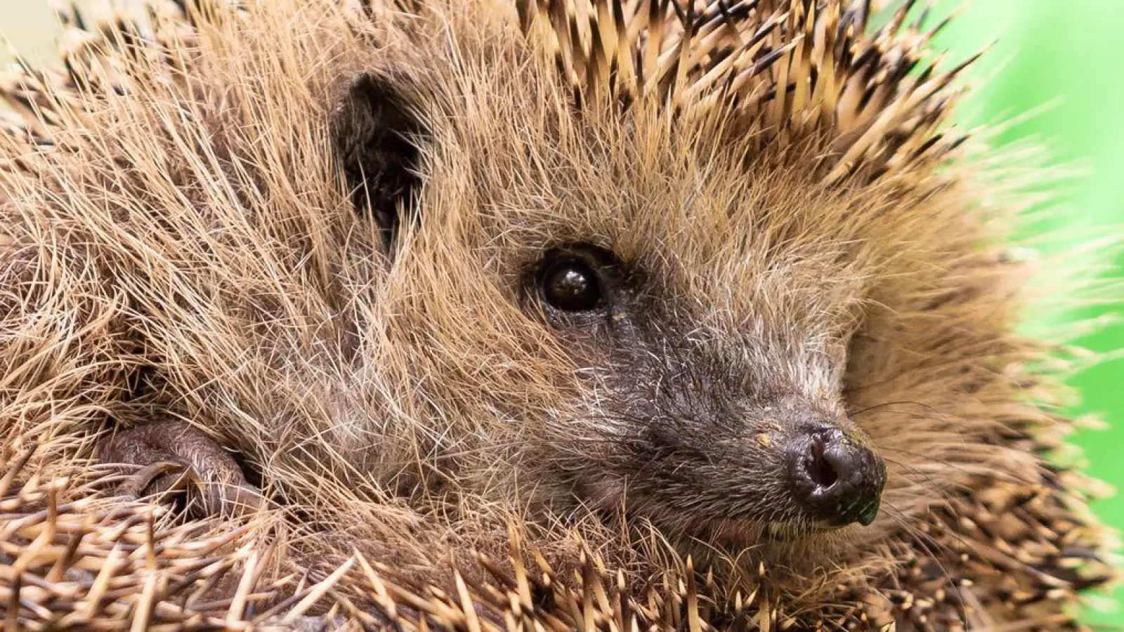 Wenn es wieder milder wird, werden die Igel im Frühjahr wieder aktiv - im Alltag drohen den stacheligen Wildtieren wegen der Menschen viele Gefahren.  (Archivbild) (Foto: Moritz Frankenberg/dpa)