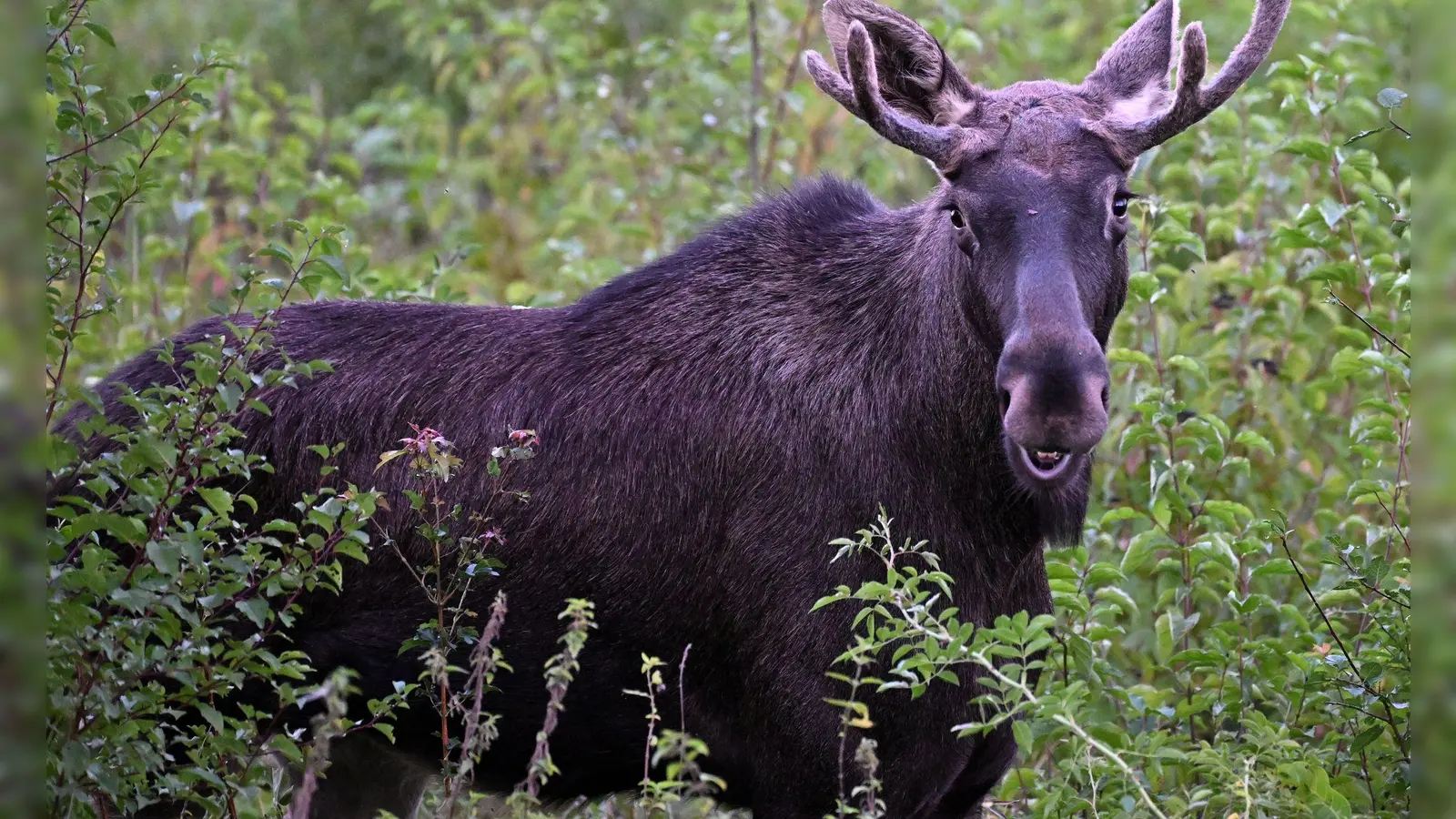 Ein Elch sorgte in Ober- und Niederösterreich für Aufregung, auch weil er sich in bewohnten Gebieten aufhielt. Nun ist er in den Böhmerwald umgesiedelt worden. (Archivbild) (Foto: Helmut Fohringer/APA/dpa)