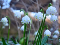 Frühlingsgefühle - gesehen in Equarhofen (Foto: Friedrich Keim)