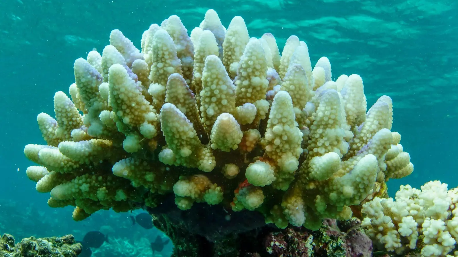 Ein Großteil der Korallen, die im Townsville/Whitsunday-Verwaltungsgebiet des Great Barrier Reef leben, ist bereits ausgeblichen. (Foto: C. Jones/Commonwealth of Australia (GBRMPA)/AP/dpa)
