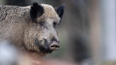 Die teils hohe radioaktive Belastung von Wildschweinen vor allem in Bayern geht einer Studie zufolge zu einem unerwartet hohen Teil auf Atomwaffenversuche zurück. (Foto: Lino Mirgeler/dpa)