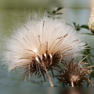 Flauschige Pracht - gesehen in Bad Windsheim (Foto: Penelope Meyer)