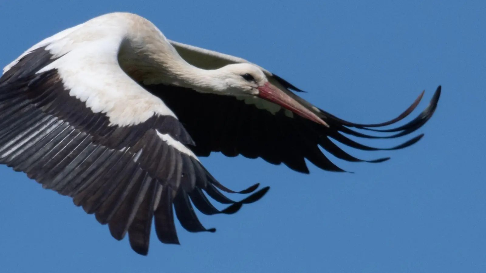 Der Vogel kam wohl mit dem Schrecken davon. (Symbolbild) (Foto: Boris Roessler/dpa)