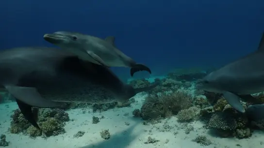 Forscher beobachteten Delfine im Roten Meer vor Ägypten dabei, wie sie sich an ausgewählten Korallen und Schwämmen rieben und dafür auch in einer Reihe anstellten. (Foto: Angela Ziltener/Dolphin Watch Alliance/dpa)