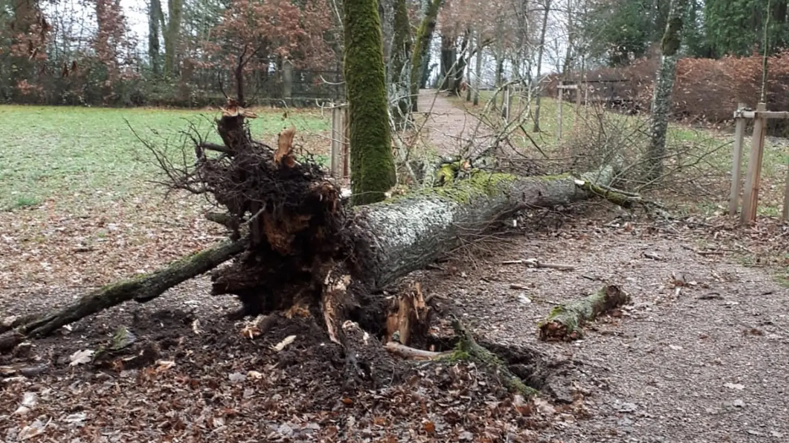 Zu den sichtbaren Sturmschäden im Kardinalsgarten gehörte ein umgestürzter Baum. (Foto: Markus Unger)