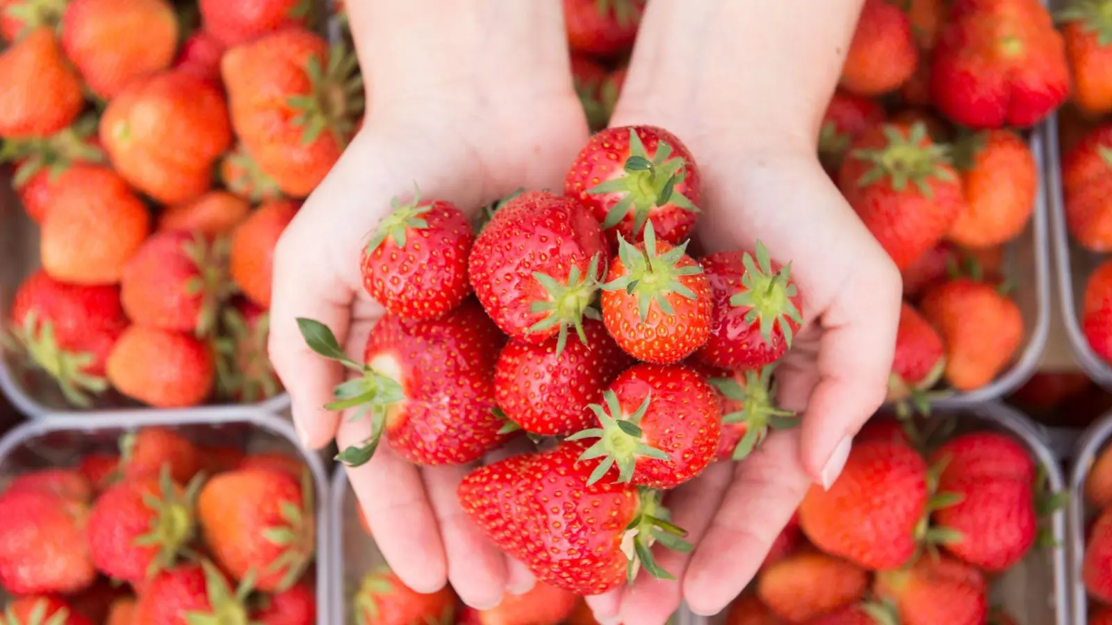 „Öko-Test“ rät, auf heimische Erdbeeren zu warten. Ein Test zeigt: Weitgereiste Früherdbeeren sind problematisch, was die Ökobilanz und auch die Belastung mit Pestiziden betrifft. (Foto: Sebastian Kahnert/dpa/dpa-tmn)