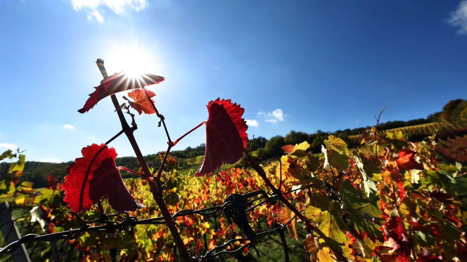 Der Herbst zeigt sich in Bayern vielerorts von seiner freundlichen Seite. (Foto: Karl-Josef Hildenbrand/dpa)