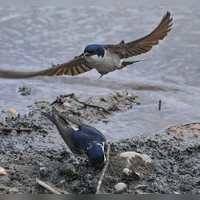 Bisher führt die Mehlschwalbe bei der Wahl zum „Vogel des Jahres“. (Symbolbild) (Foto: Patrick Pleul/dpa)