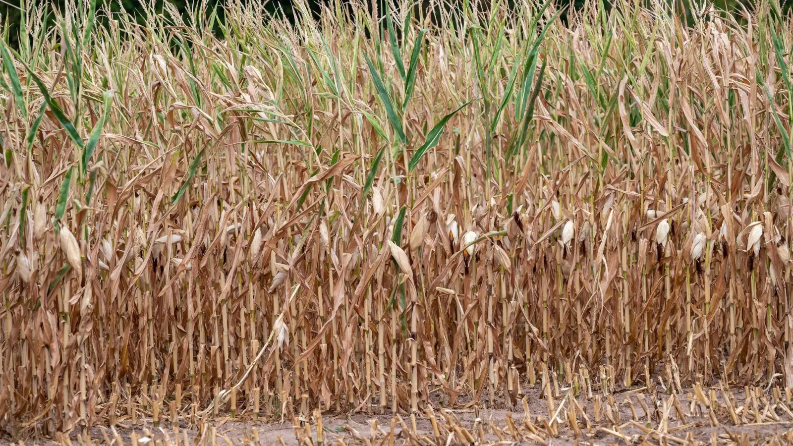 Vertrockneter Mais steht auf einem Feld. Die anhaltende Trockenheit macht den Feldfrüchten schwer zu schaffen. (Foto: Harald Tittel/dpa)
